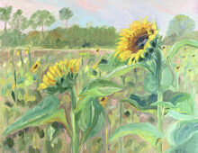 Eustis Sunflowers