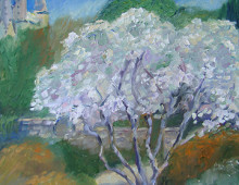 Magnolia at National Cathedral