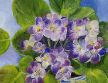 Violets