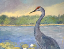 Sandhill Crane on Lake Gertrude